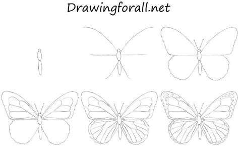 How to Draw a Butterfly for Beginners | Butterfly drawing, Butterfly art drawing, Art drawings ...