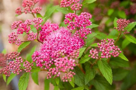 Low-Maintenance Plants and Dwarf Shrubs | HGTV