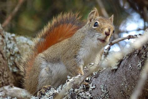 Pine Squirrel (Tamiasciurus hudsonicus) - Brilliant Creation