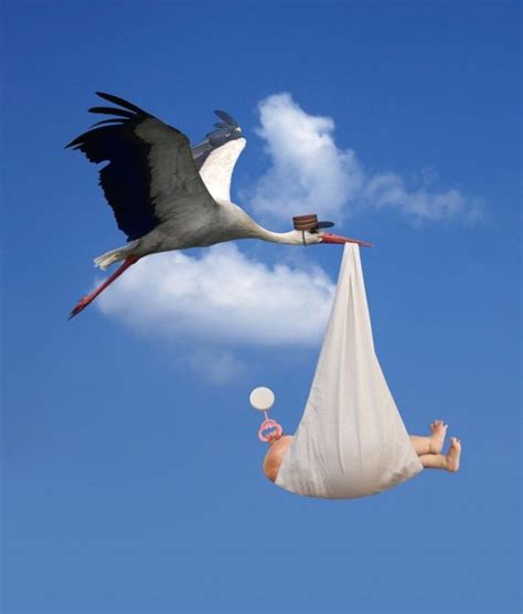 Why Storks are Associated with Delivering Babies | Stork, Delivering a baby, Infant