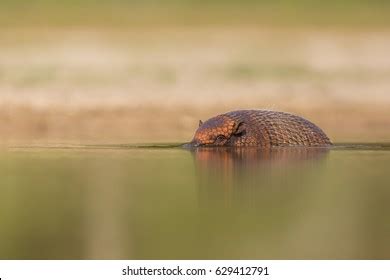 Swimming Armadillo库存照片629412791 | Shutterstock