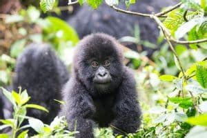 Sambora Kinigi - Kwita Izina Gorilla Naming Ceremony 2023