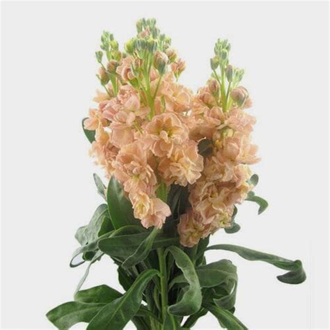 Stock Flower Colors / Magnificent Bouquet Fresh Flowers Colors White Light Green Green Purple ...