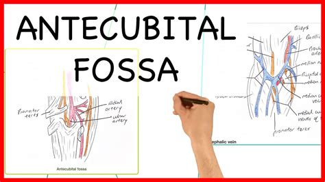 ANTECUBITAL FOSSA- ANATOMY SERIES - YouTube