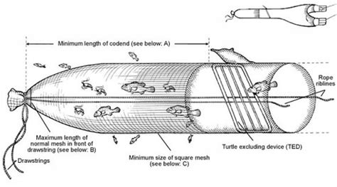 Square mesh codend bycatch reduction device | Business Queensland