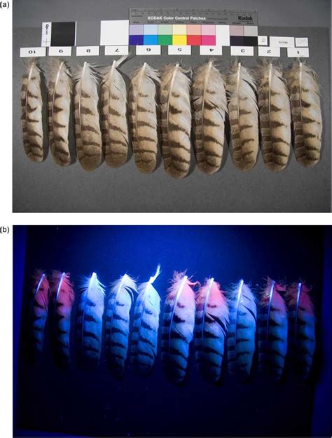 FIG. . Dorsal side of freshly plucked Great Horned Owl feathers. (a)... | Download Scientific ...