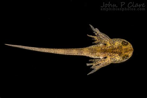 Eastern Tiger Salamander Larvae