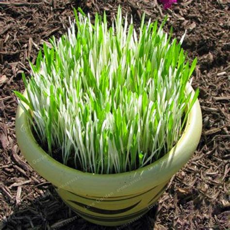 100 Pcs/Bag Variegated Cat Grass Seeds Foliage Plant Seeds Wheat Grass Mint Smell Superior Cat ...