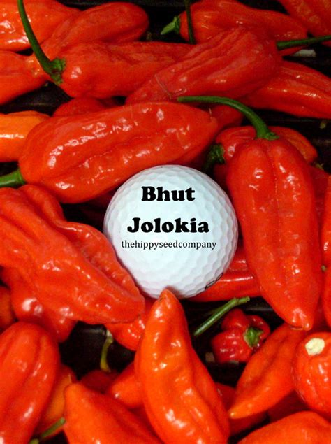 Bhut Jolokia » The Hippy Seed Company