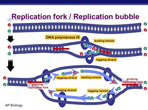 Dna replication