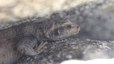 Common Chuckwalla from San Diego, California, United States on April 5 ...