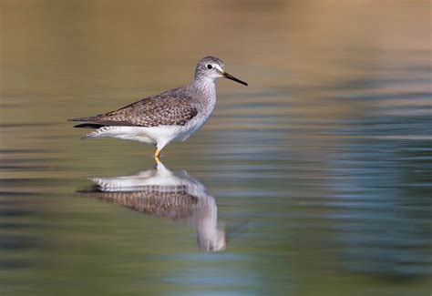 Shorebird Photography: Beat the Heat this Summer | B&H eXplora