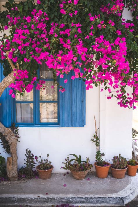 Bougainvillea Wallpapers - Wallpaper Cave