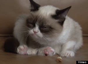 Tard The Grumpy Cat Speaks, And Not Surprisingly, It's Pretty Freaking ...