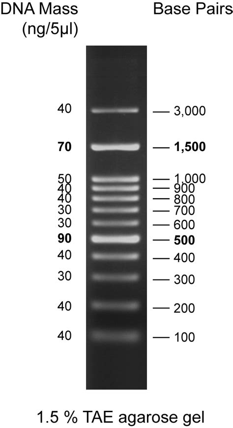 100 bp DNA Ladder - DNA / Protein Ladders - Products