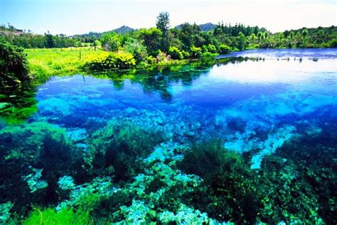 Pupu Springs, New Zealand | Nieuw zeeland reizen, Plaatsen om te ...