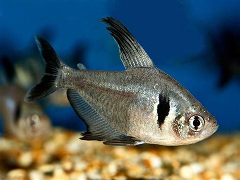 Black phantom tetra | Fish | Pinterest