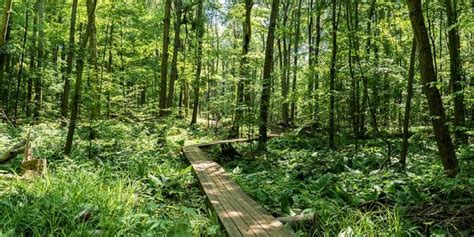 Springwater Conservation Area: Beautiful Boardwalk Trails Near London - Ontario Hiking