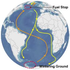 Arctic tern's epic journey mapped | Arctic tern, Migrations, Journey map