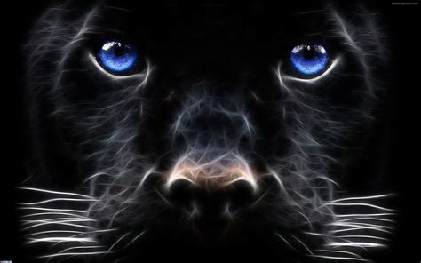 Blue Wolf Eyes Wallpapers HD - Wallpaper Cave