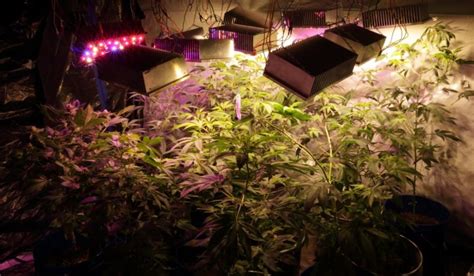 10 DIY Led Grow Lights For Growing Plants Indoors – Home And Gardening Ideas