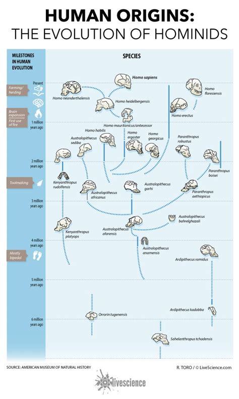 Hominids Evolution Timeline