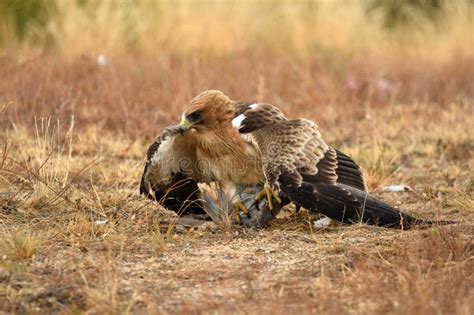 Booted Eagle with Its Prey in the Forest Stock Photo - Image of goshawks, kites: 324165398