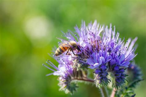 Phacelia: sowing, bloom & plant care - Plantura