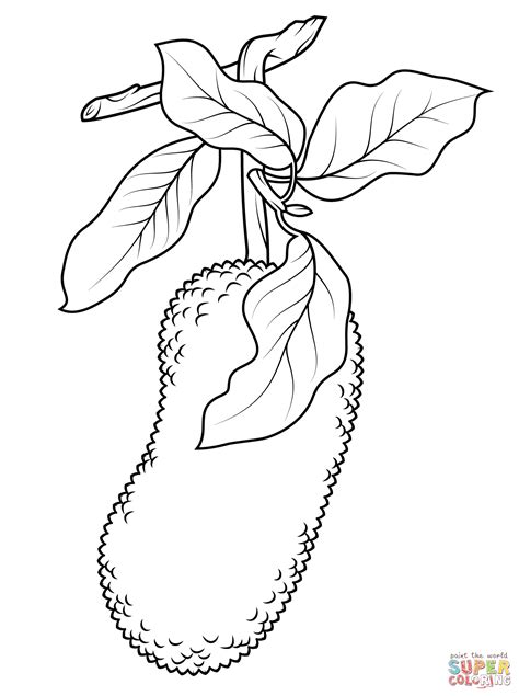 Jackfruit on Branch coloring page | Free Printable Coloring Pages