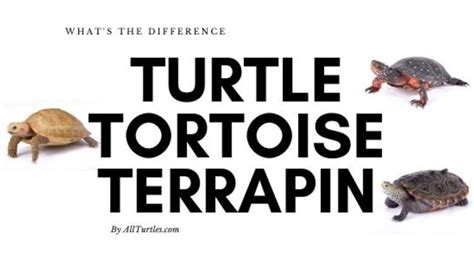 Terrapins And Turtles The Difference