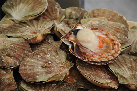 Export of live bivalve molluscs – Defra in the media