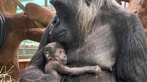 New addition at DC zoo: Baby gorilla is first to be born in five years ...