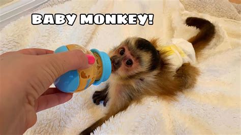 Newborn Capuchin Monkey