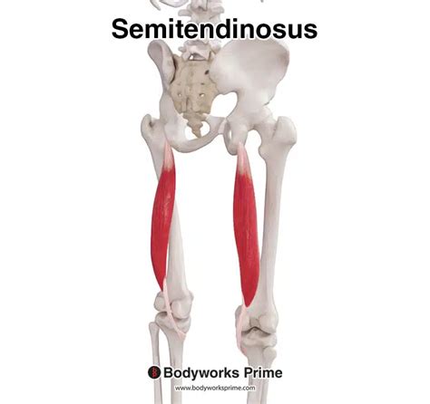 Semitendinosus Muscle Anatomy - Bodyworks Prime