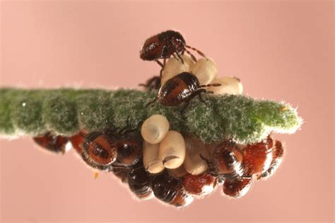 Baby beetles just hatched in our garden (macro) | Jason Elk