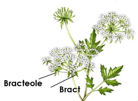 Lesser Water Parsnip Berula erecta bract vs bracteole - Lizzie Harper