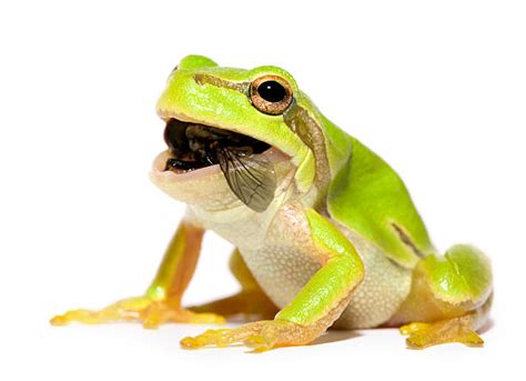 Frog Eating Stock Photos, Pictures & Royalty-Free Images - iStock