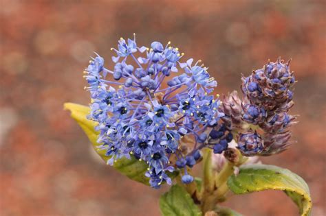 Ceanothus ‘Ray Hartman’ – The Watershed Nursery