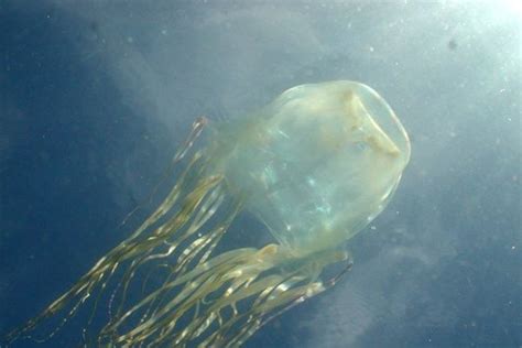 New species of box jellyfish discovered in Hong Kong - ABC News