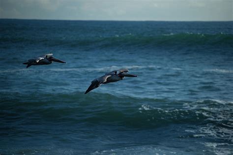 Seagulls Flying Over The Pacific Ocean Photograph by Panoramic Images ...