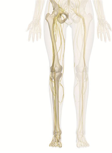 Nerve Distribution Leg, Lateral Sural Cutaneous Nerve Psychology Wiki Fandom : However, with the ...