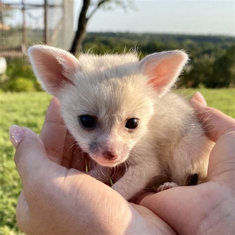 Female fennec foxes for sale | Baby Fennec Foxes For Sale