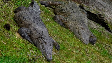 Crocodiles are making a comeback in Florida: What to know about them