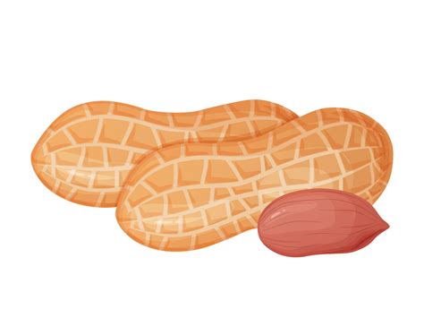 Peanut. Nuts in shell and peeled in cartoon style. Healthy vegetarian snack. 7162393 Vector Art ...