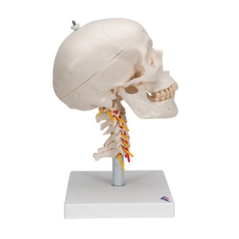 Human Skull Model | Plastic Skull Model | Human Skull Model on Cervical Spine