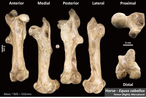 Horse Femur – OsteoID Bone Identification