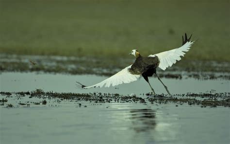 Restoring Chennai’s Lake Sembakkam for water security and improve