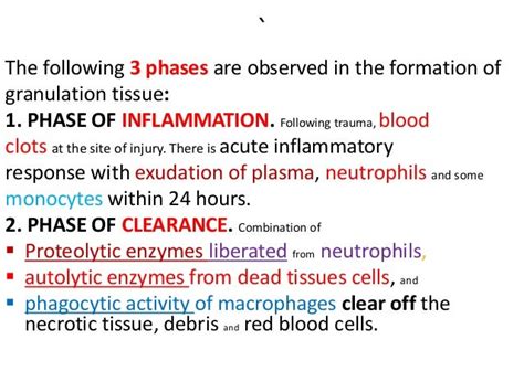 Granulation tissue formation