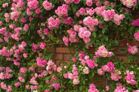 Climbing roses: care measures for a lush bloom - Plantura