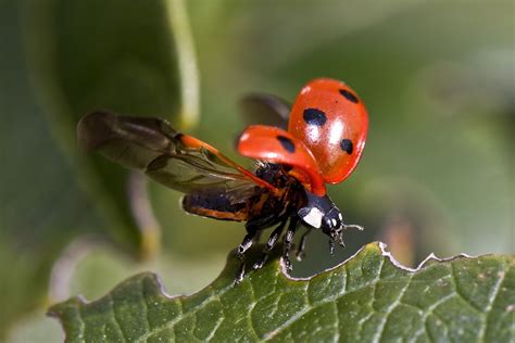 Ladybugs Spreading Wings Free Stock Photo - Public Domain Pictures